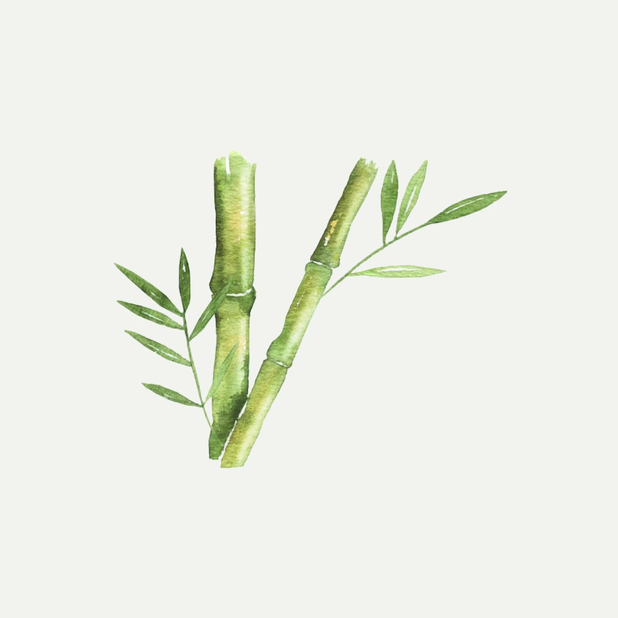 BAMBOO EXTRACT for Hair