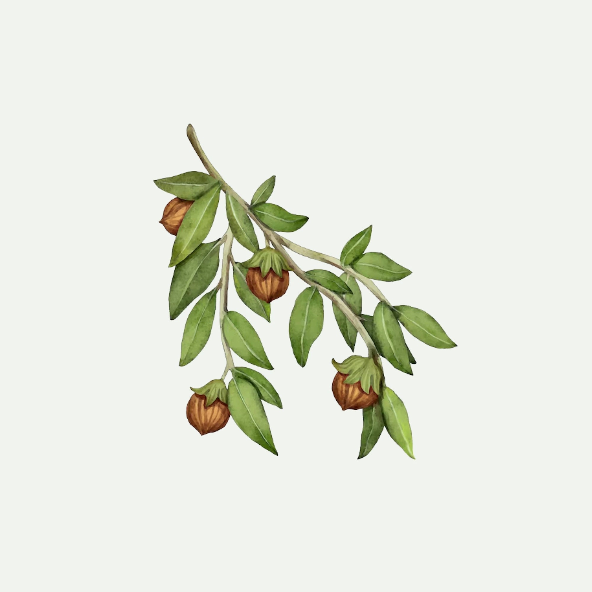 GOLDEN JOJOBA OIL for Beard