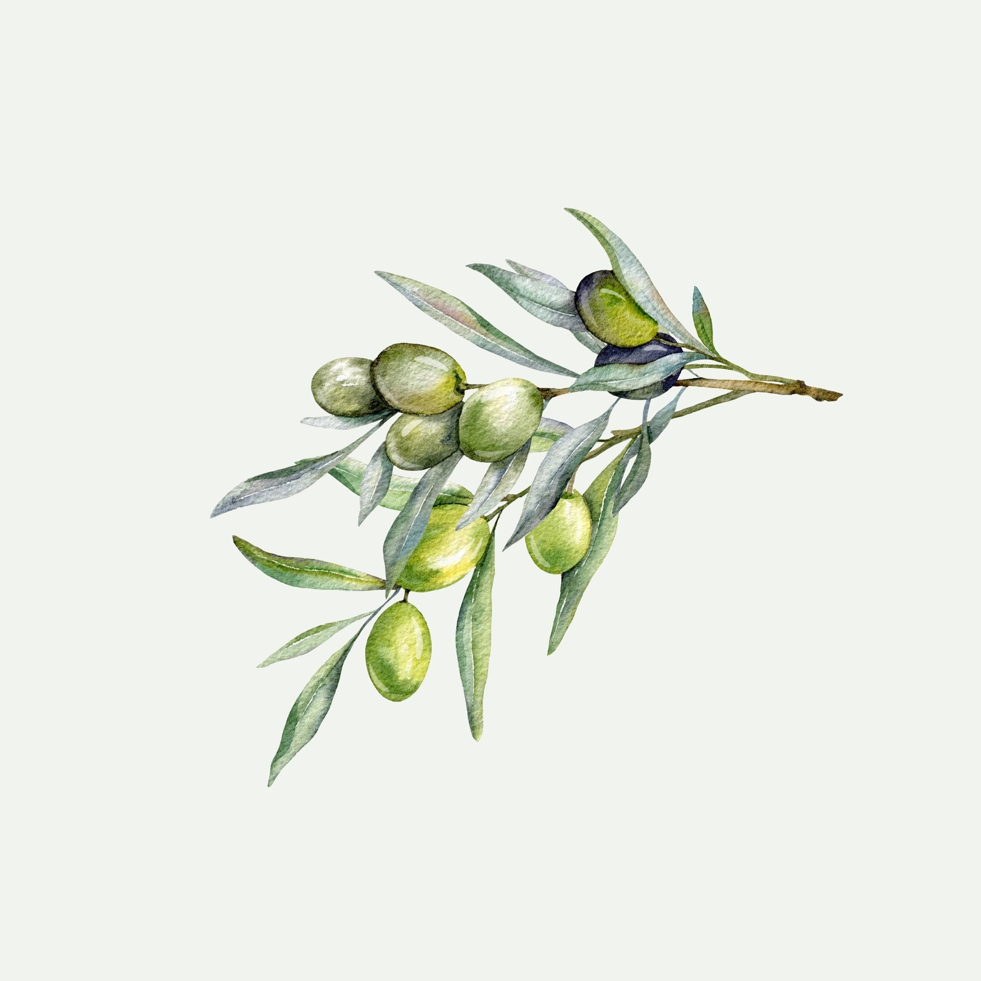 OLIVE OIL for Beard