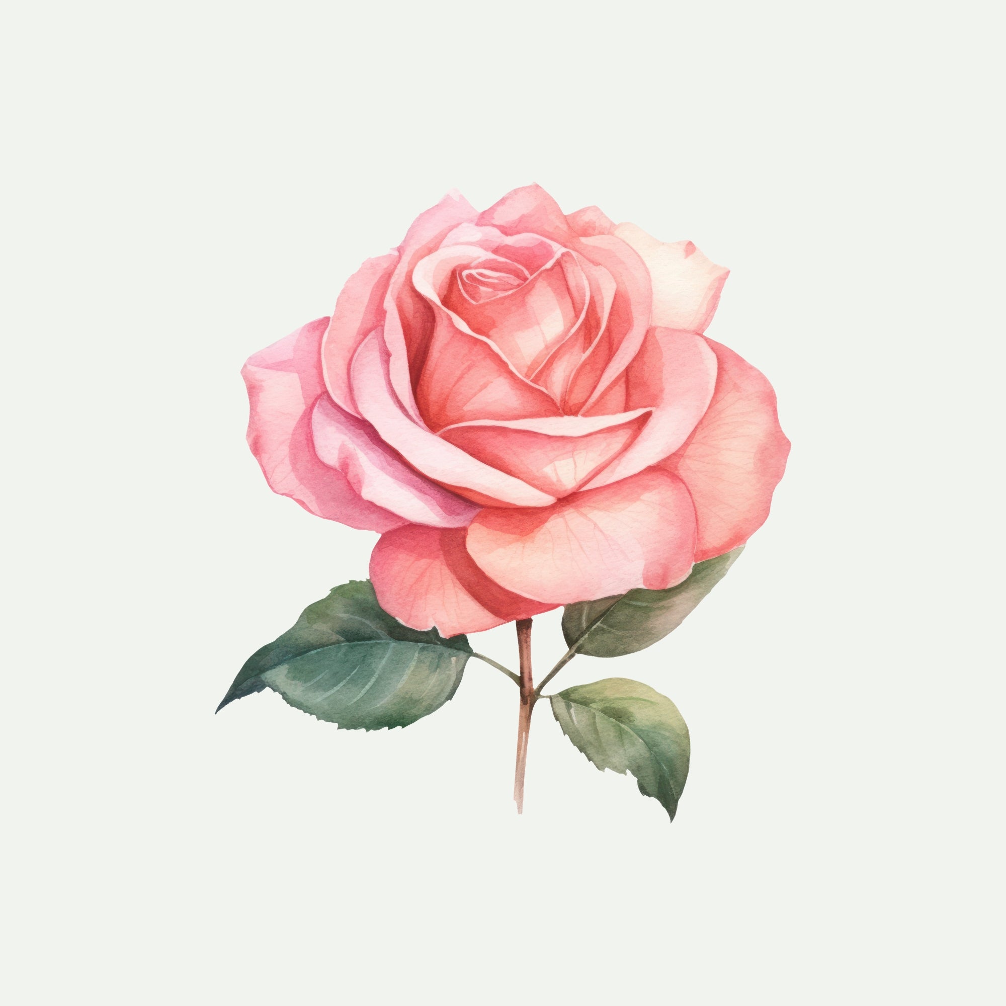ROSE EXTRACT for Face