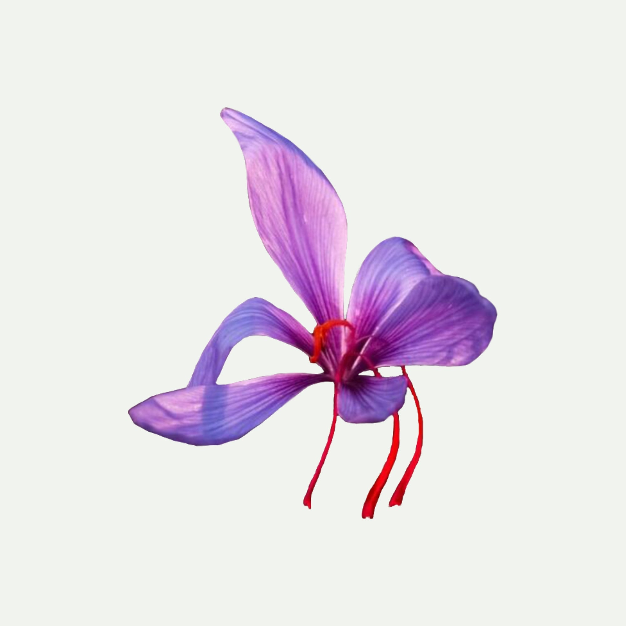 SAFFRON EXTRACT