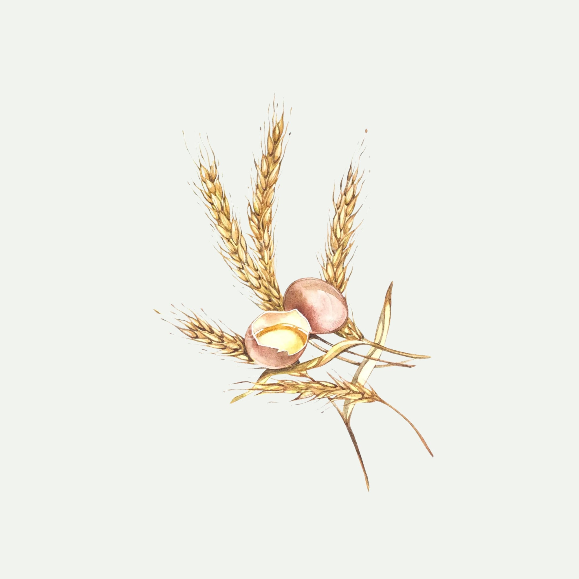 WHEATGERM OIL for Face
