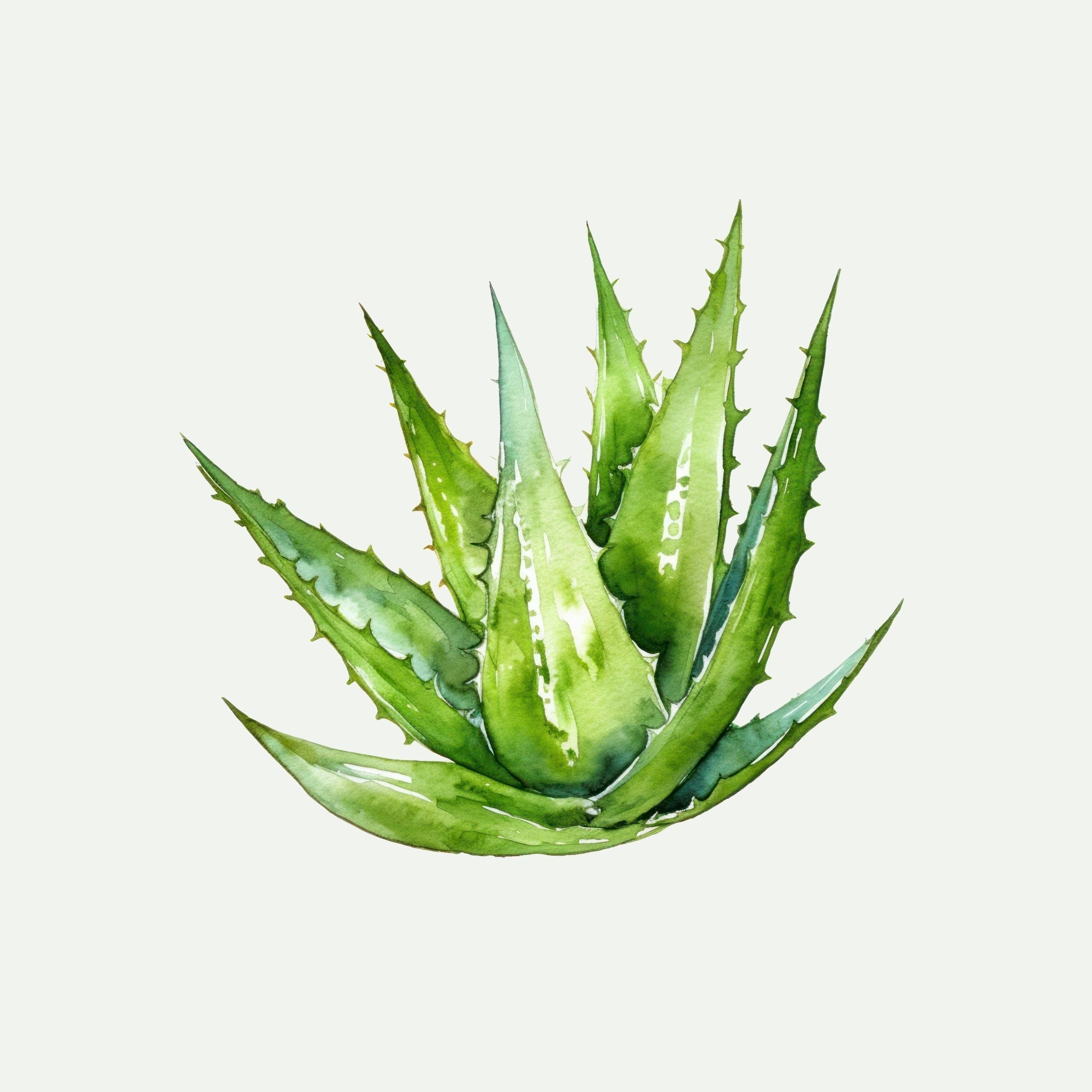 ALOE VERA for Beard
