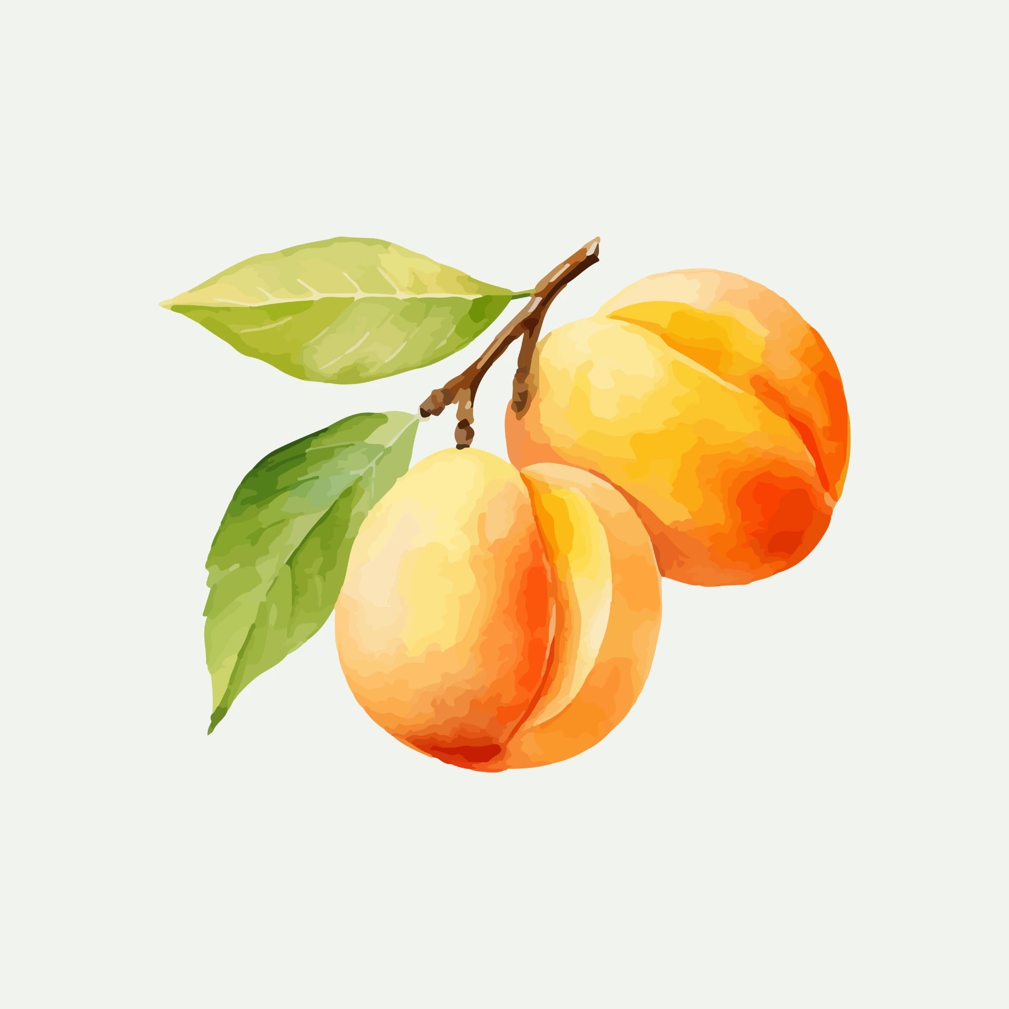 APRICOT OIL