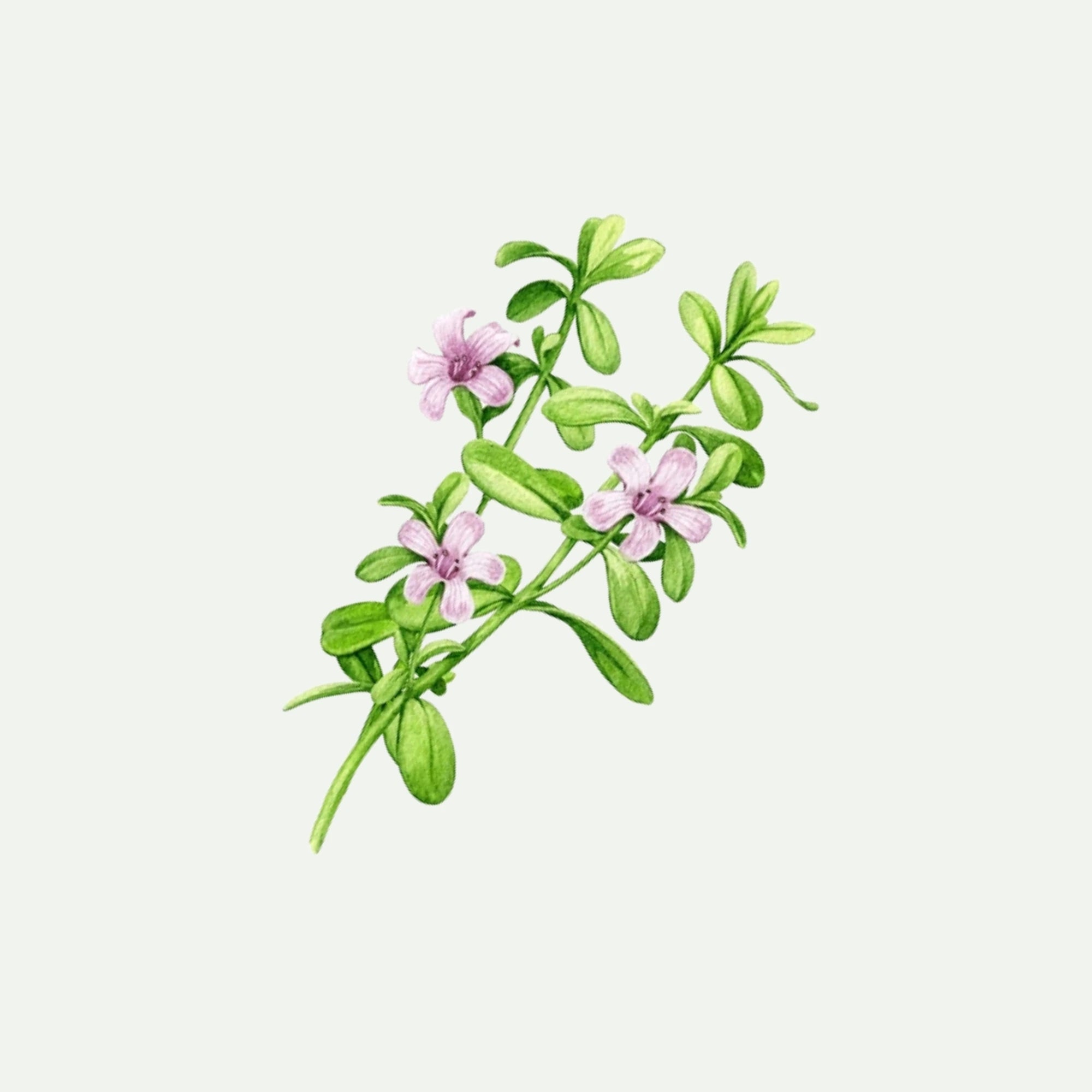 BRAHMI