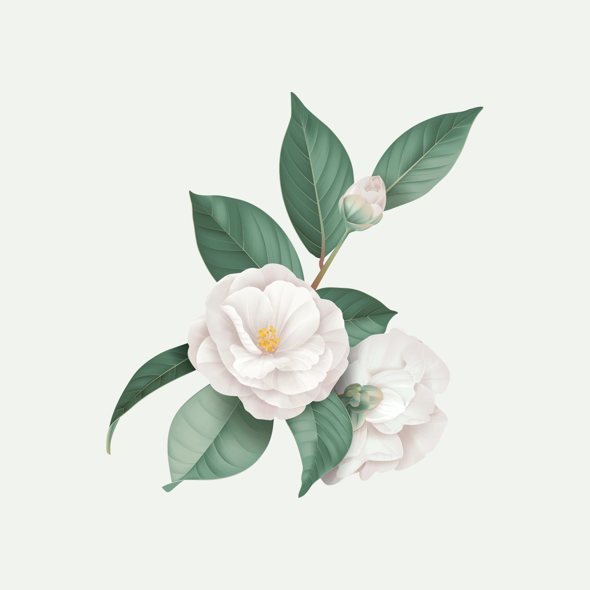 CAMELLIA EXTRACT