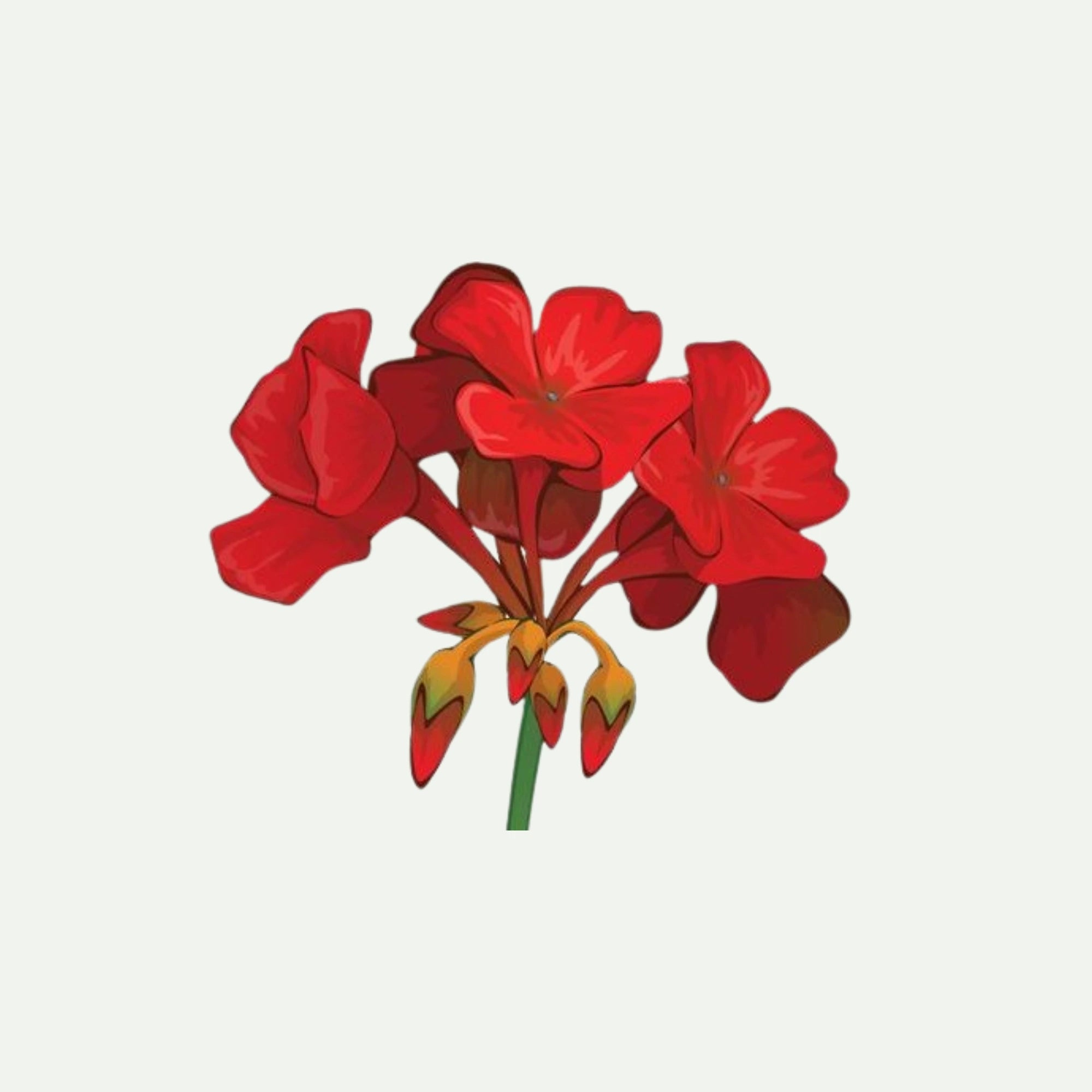 GERANIUM OIL