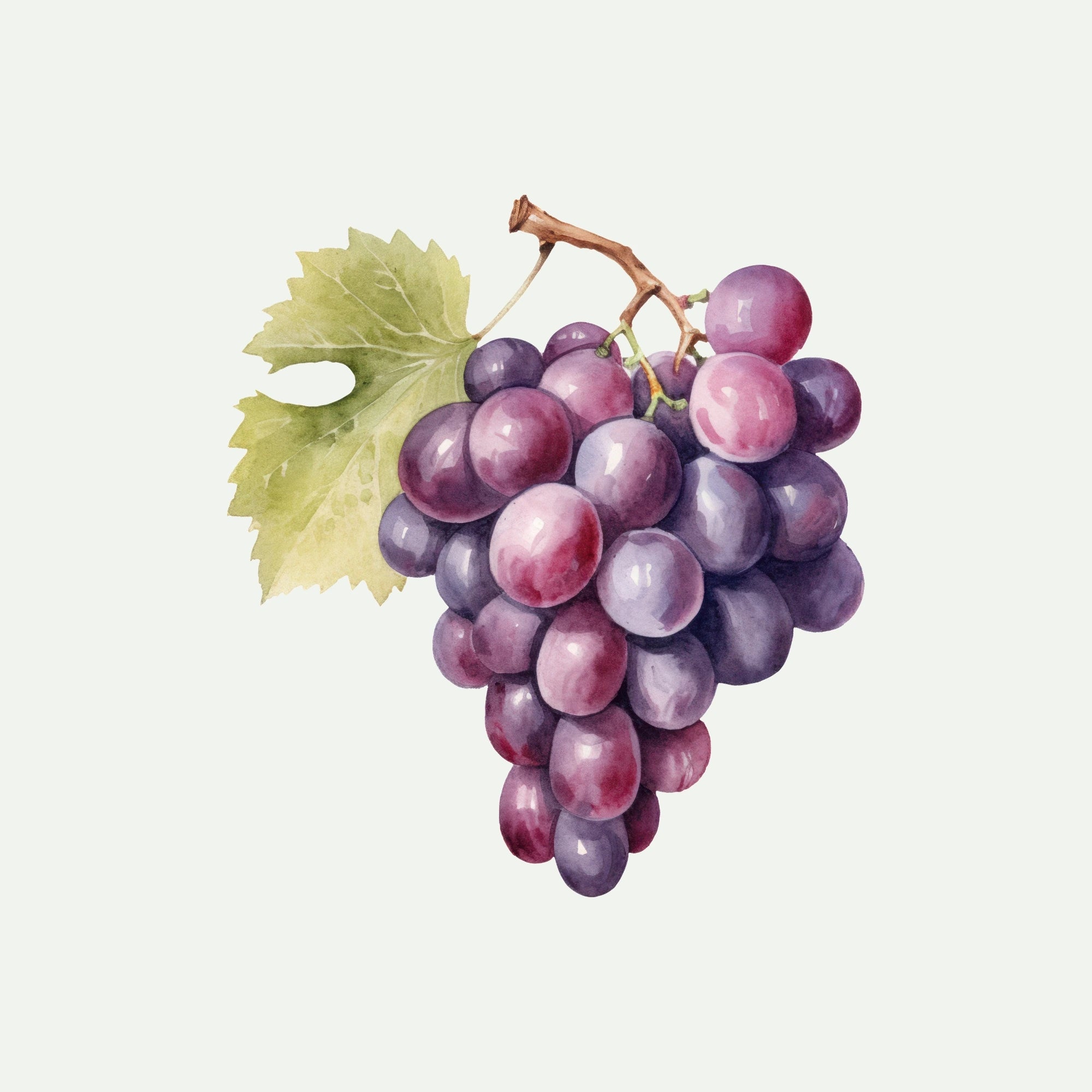 GRAPESEED EXTRACT for Face