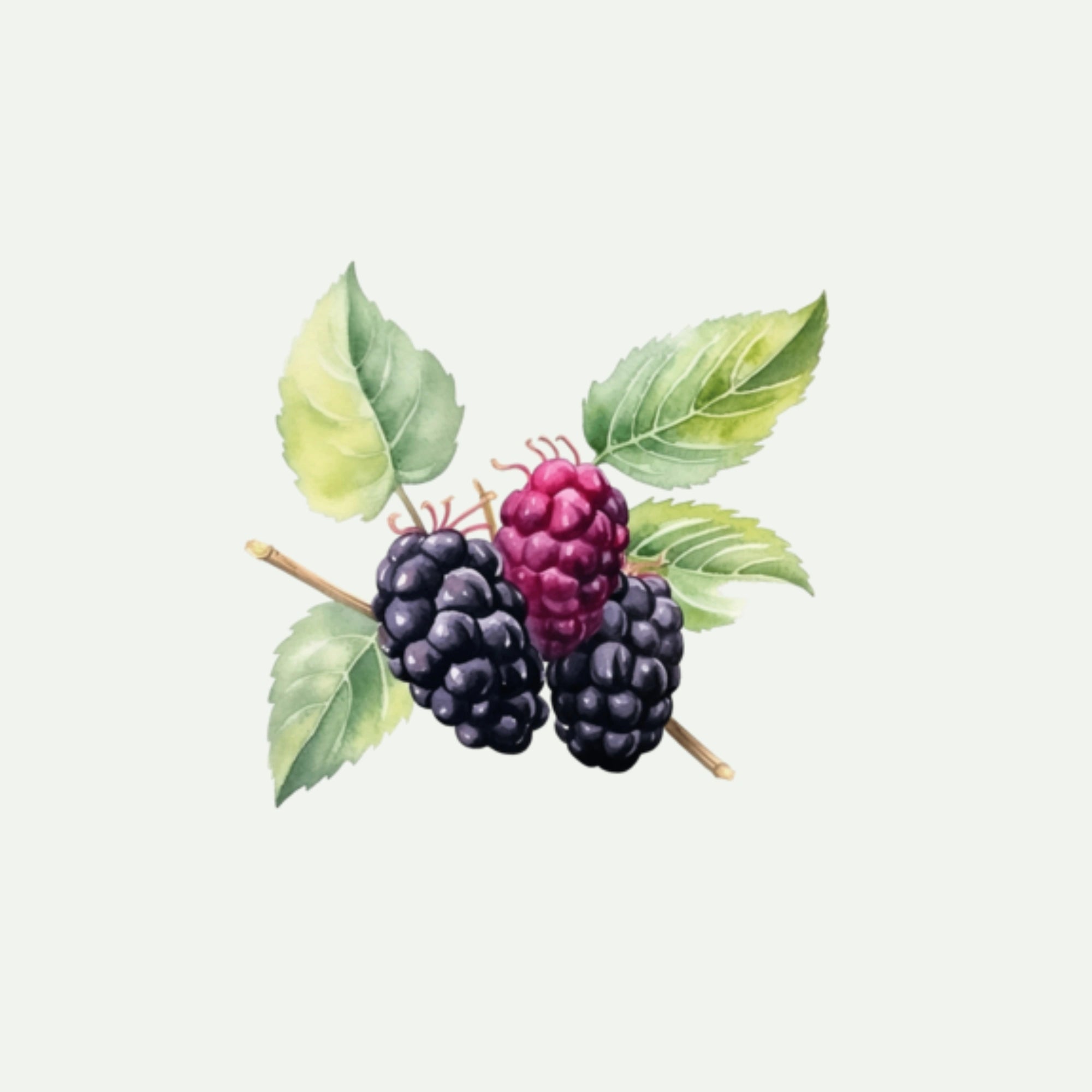 MULBERRY EXTRACT