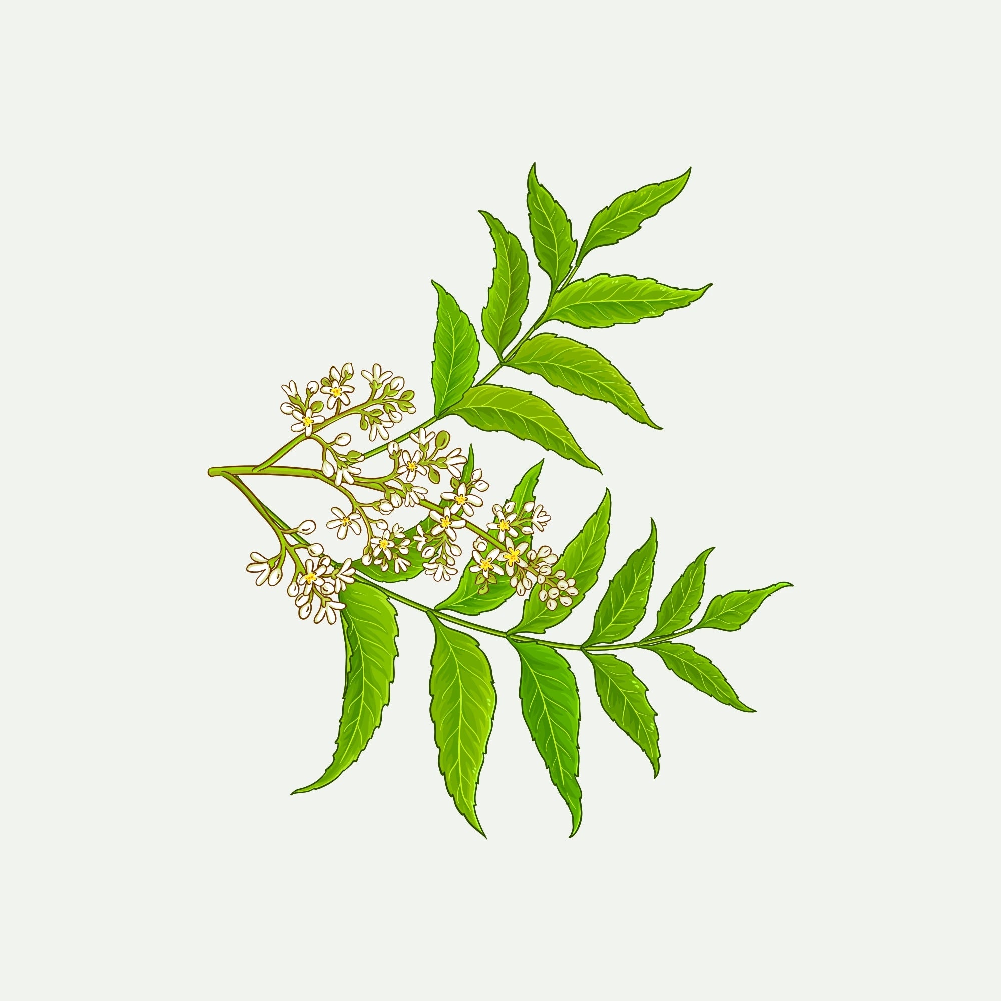 NEEM EXTRACT
